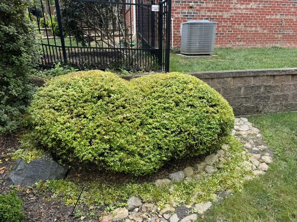 Local yard cleanup service in Catawba, SC - TDF Home Services