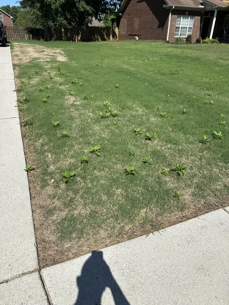 Reliable landscape design in Madison, AL - TDI Services