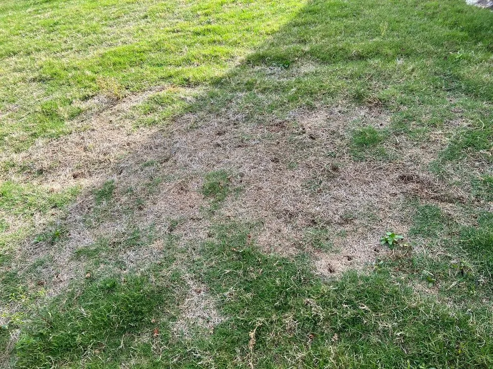 Reliable landscape installation for outdoor upgrades across Madison, AL - TDI Services