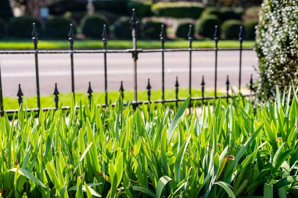 Professional landscape installation for year-round maintenance in Toney, AL by TDI Services