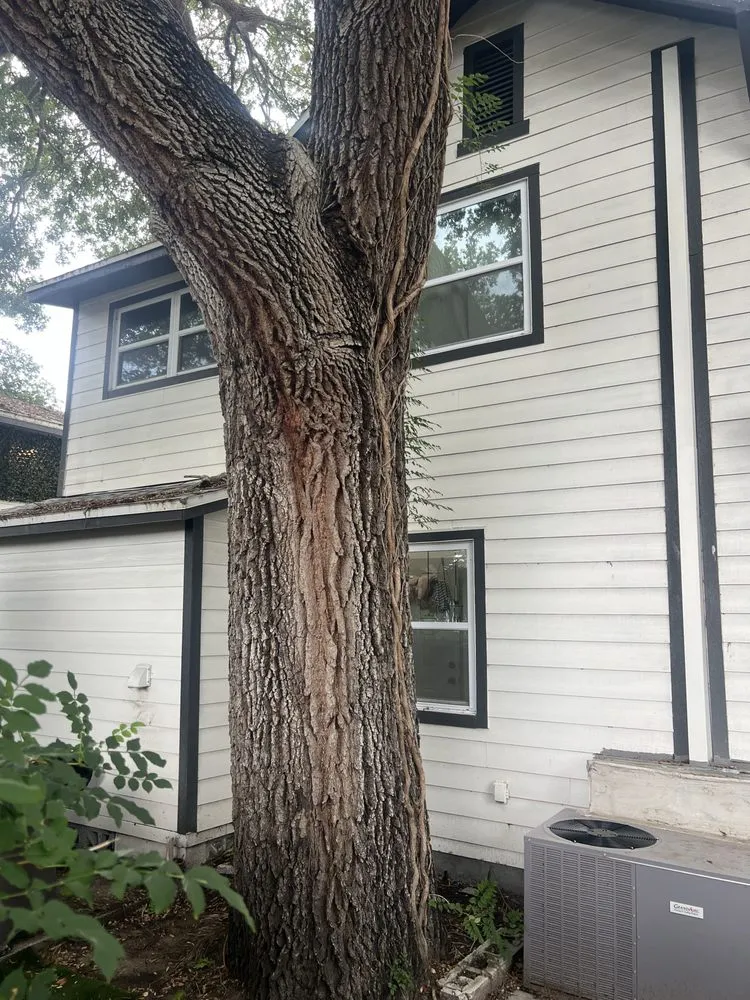 Local residential landscaping for homes in St. Petersburg, FL by TDS Lawn & Landscaping