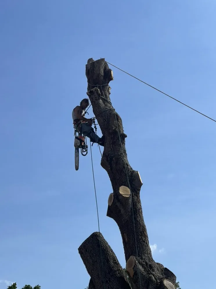 Professional landscape design for residential properties in St. Petersburg, FL by TDS Lawn & Landscaping