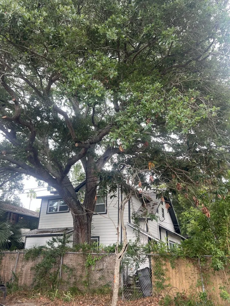 Expert landscape design for year-round maintenance across St. Petersburg, FL - TDS Lawn & Landscaping