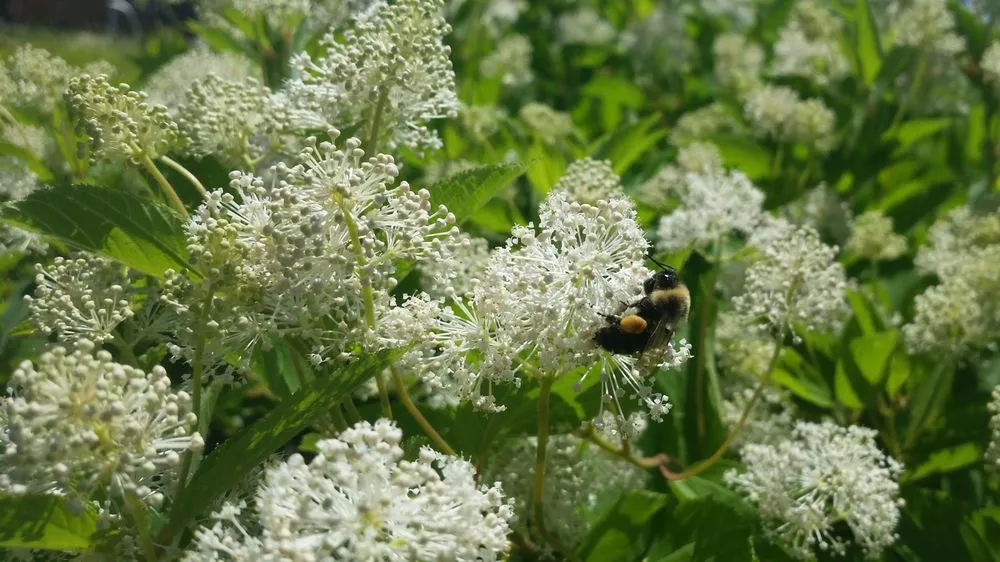 Top-rated outdoor landscaping for residential properties in Sycamore, IL by Teach 'em to Fish Landscaping