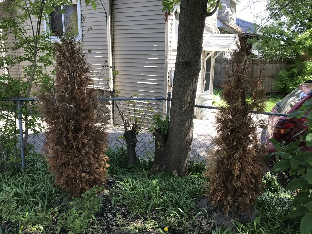 Reliable outdoor landscaping in Ferndale, MI by Teacher's Cut