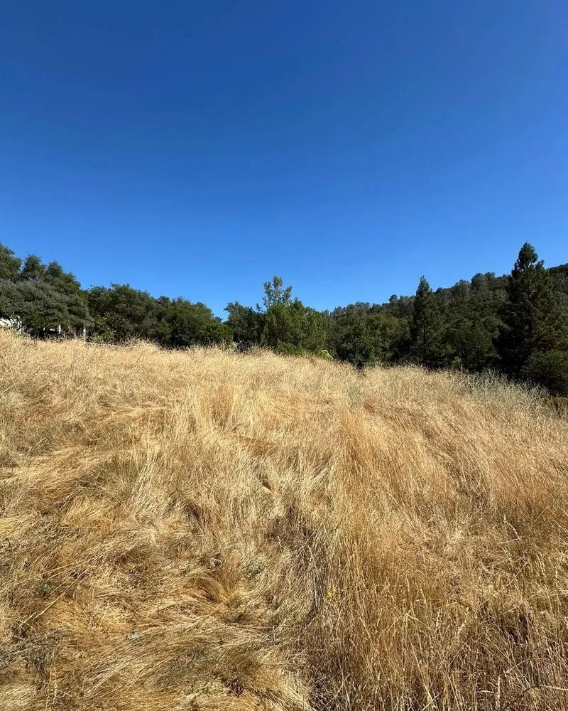 Expert yard maintenance in Cameron Park, CA by Teague Industries