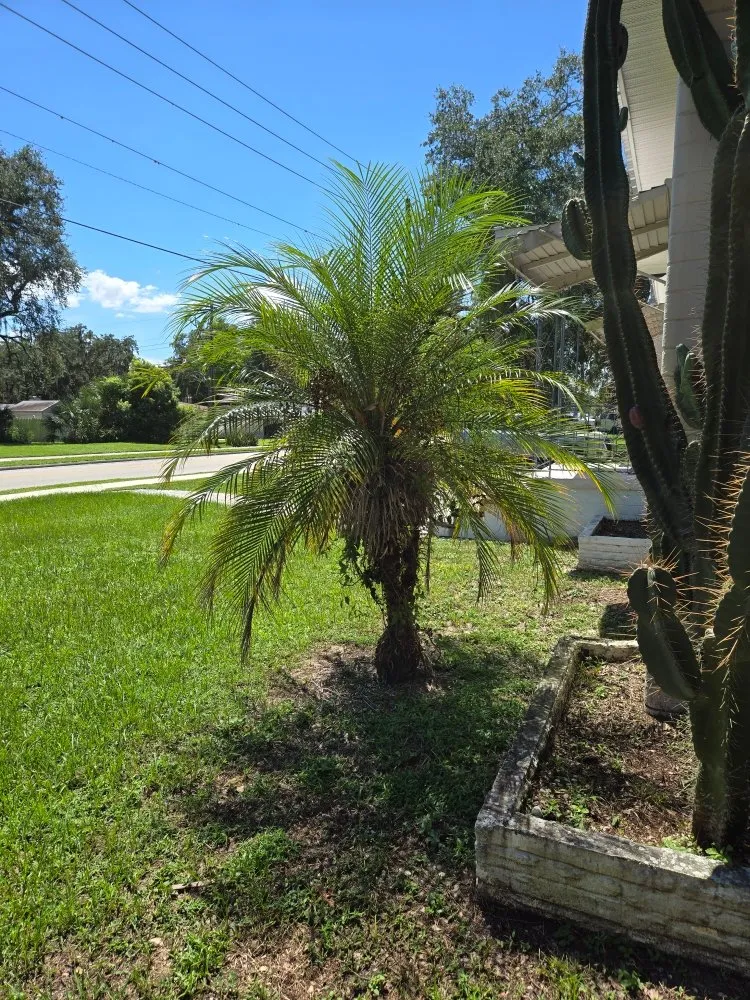 Local yard cleanup service in Lakeland, FL - Teague’s Lawn Care