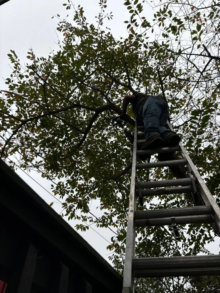 Reliable lawn care service for outdoor upgrades in Pelham, AL by Team 26 Landscaping