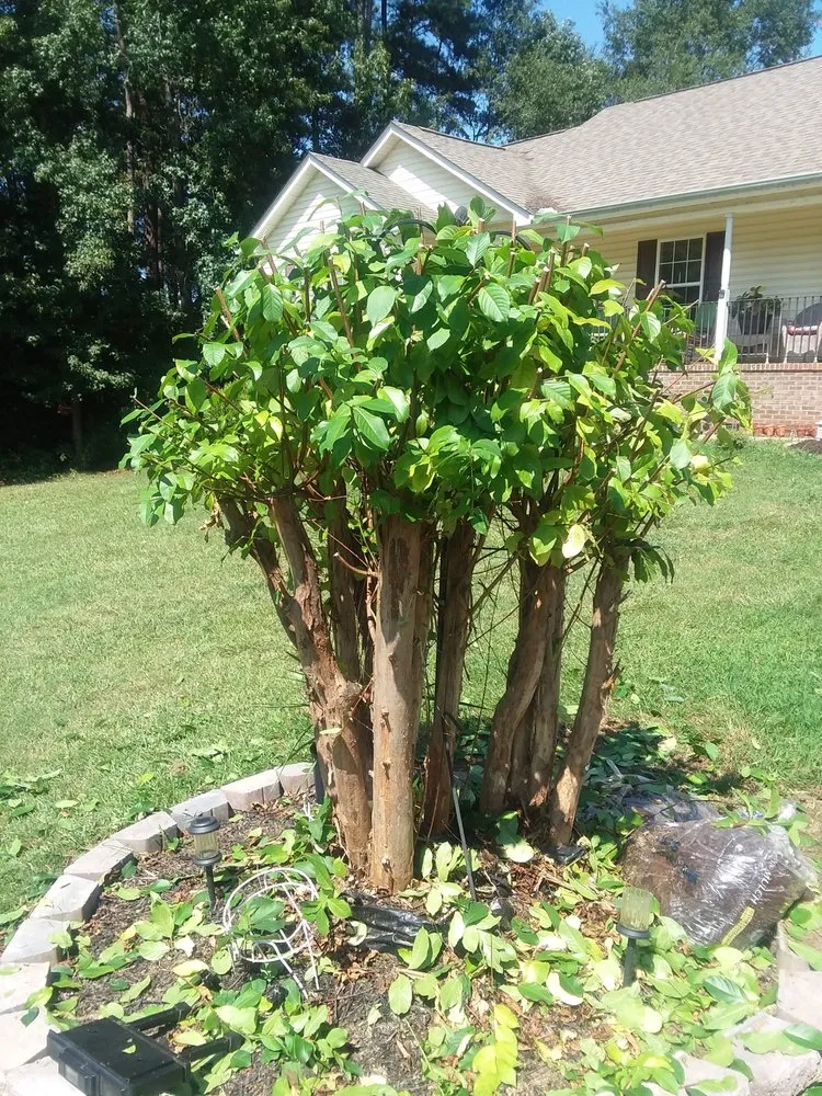 Custom lawn mowing service in Townville, SC by Team Blackwell