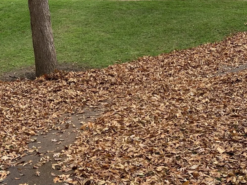 Top-rated lawn care service experts serving Ellisville, MO - Team Green Outdoor