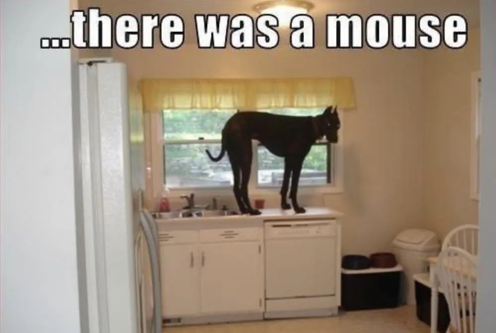 Reliable lawn care service in Fresno, CA - Team Green Pest Control