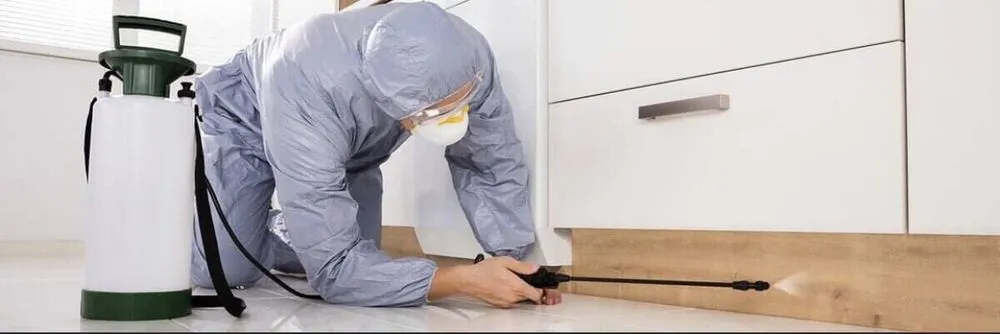 Custom yard maintenance in Fresno, CA - Team Green Pest Control