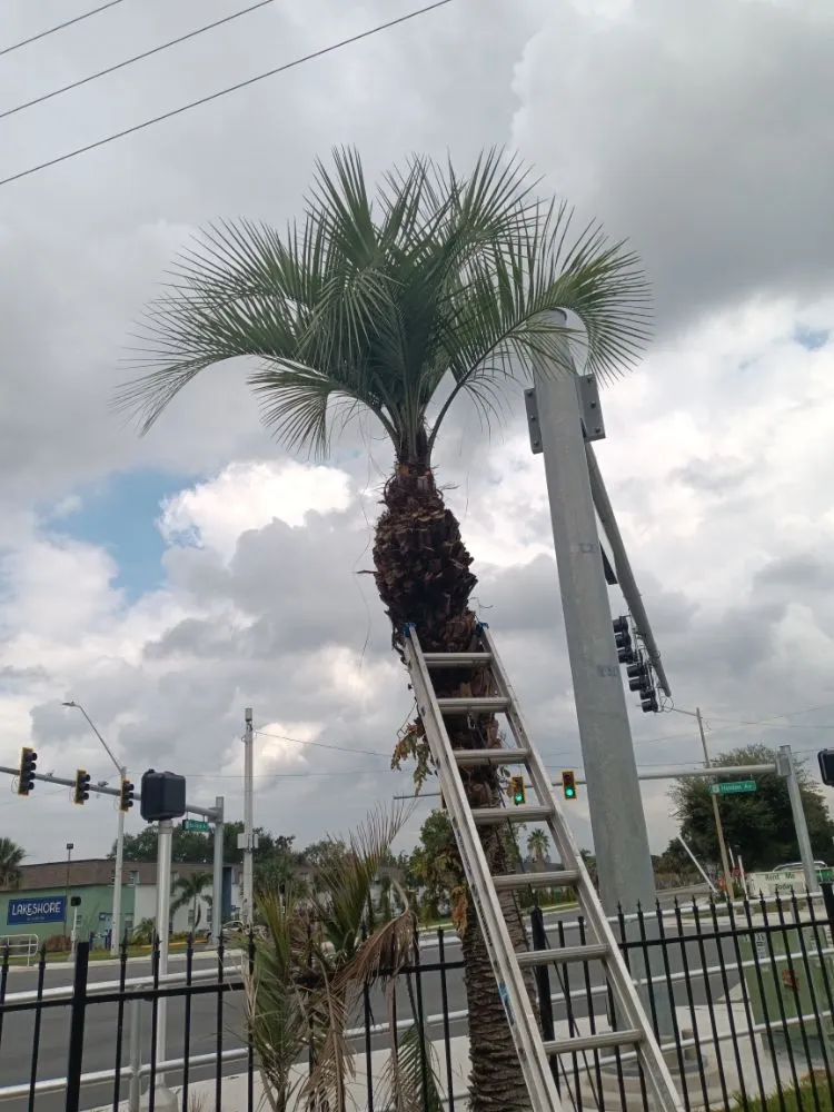 Local landscape design in Altamonte Springs, FL - Team Mormon Outdoor Services