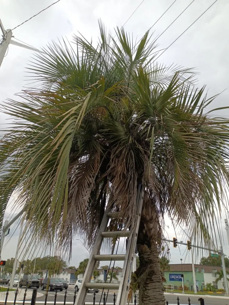 Local garden landscaping in Altamonte Springs, FL by Team Mormon Outdoor Services