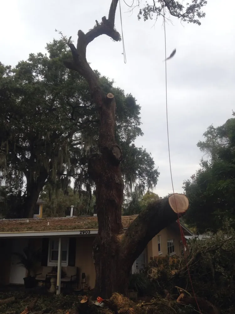 Affordable landscaping services in Longwood, FL - Team Negrich Tree Services