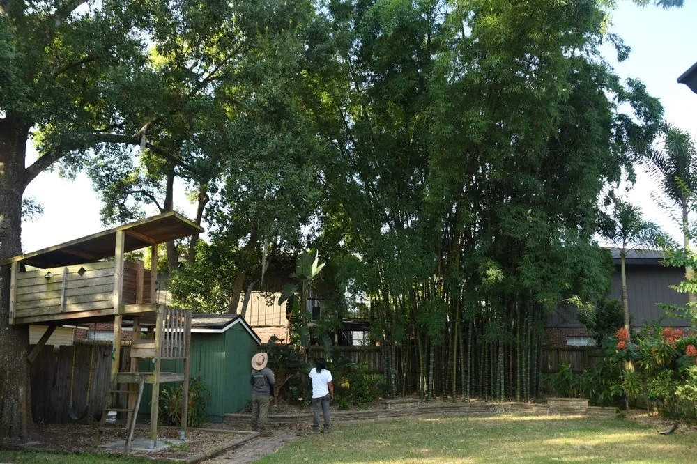 Top-rated lawn care service in Longwood, FL - Team Negrich Tree Services