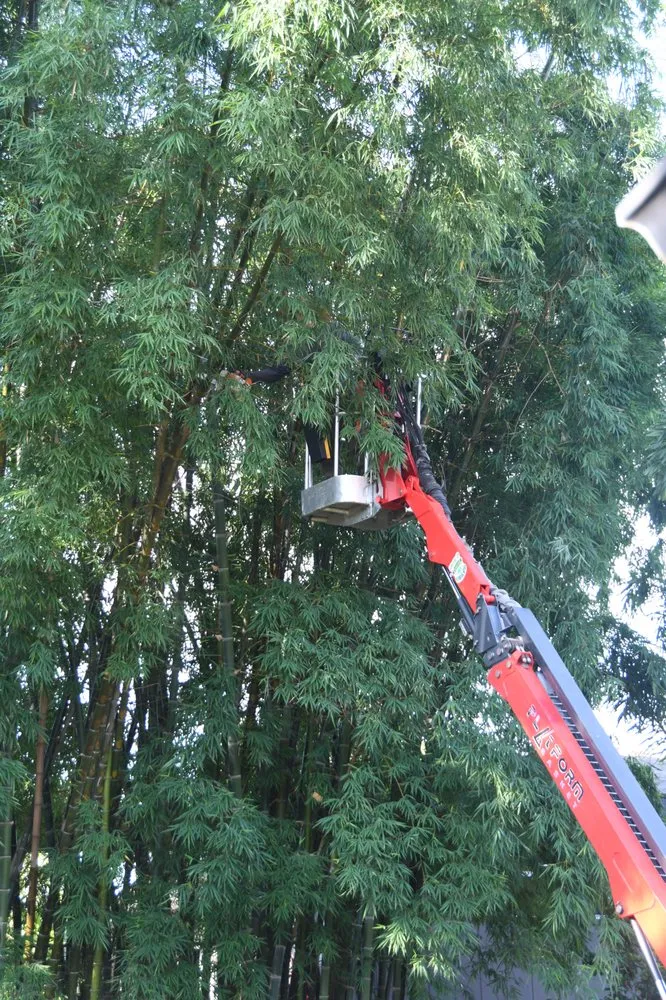 Top-rated landscape design for outdoor upgrades in Longwood, FL by Team Negrich Tree Services