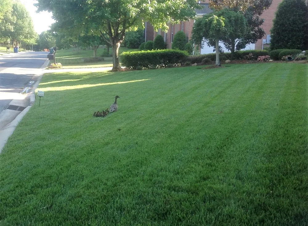 Top-rated garden landscaping for residential properties in Matthews, NC by Team Turf