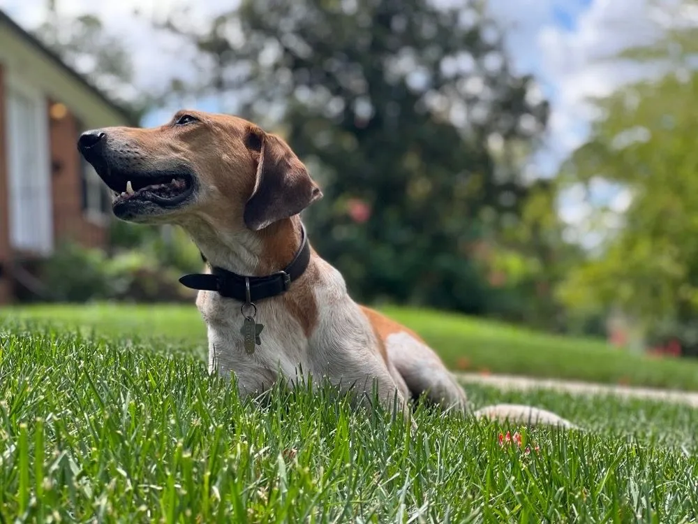 Affordable lawn care service in Matthews, NC - Team Turf