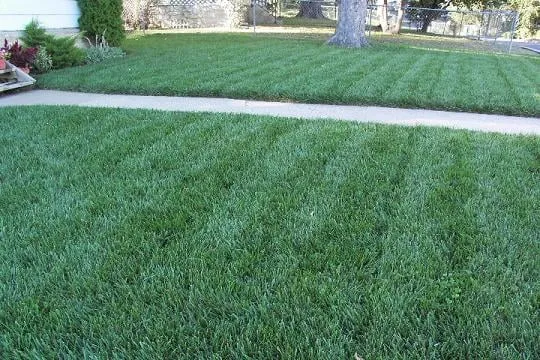 Affordable yard cleanup service experts serving Waterford, PA - TeamTurf