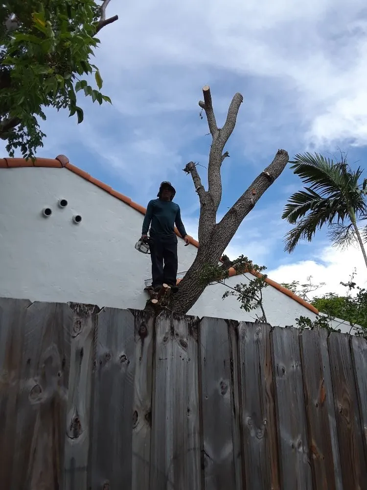 Custom garden landscaping for year-round maintenance in Miami, FL by Tech 1 Landscaping