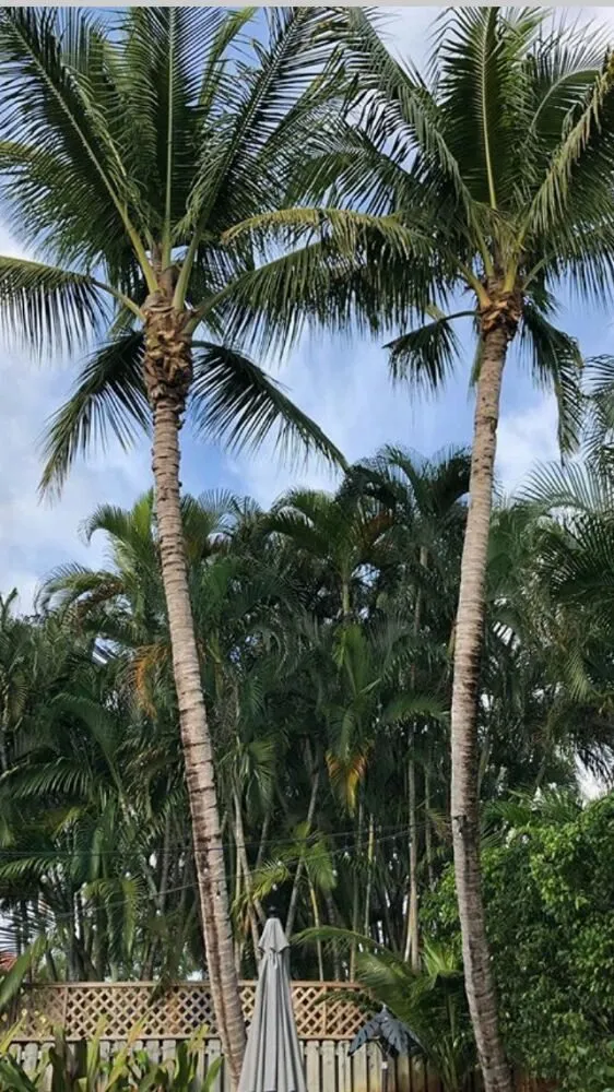 Local outdoor landscaping with custom design across Miami, FL - Tech 1 Landscaping