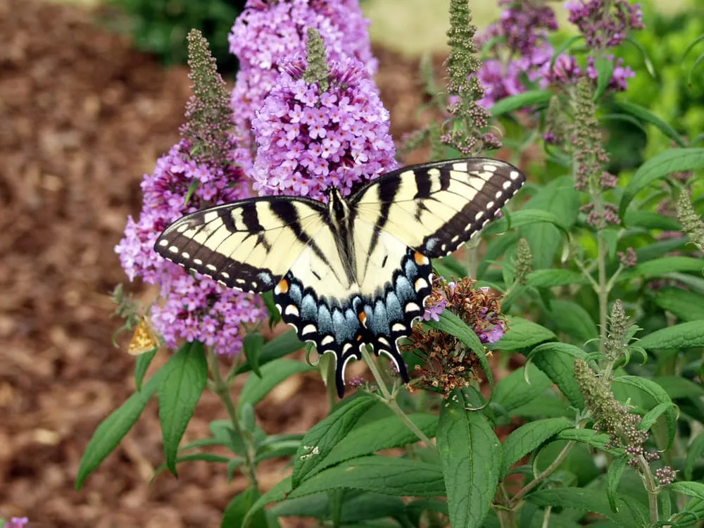 Top-rated outdoor landscaping in New Paltz, NY by Techmer Nursery
