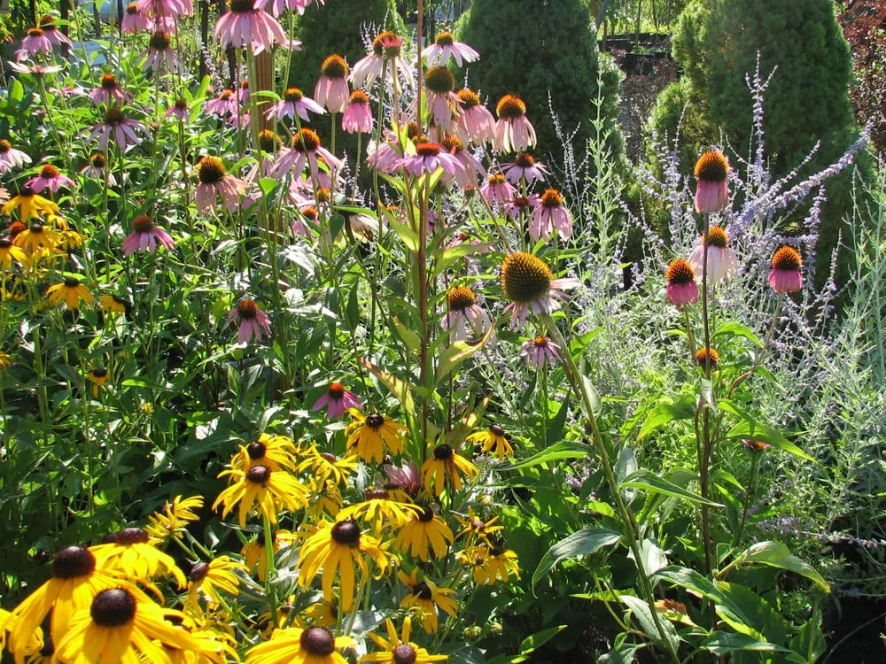 Professional yard maintenance in New Paltz, NY by Techmer Nursery