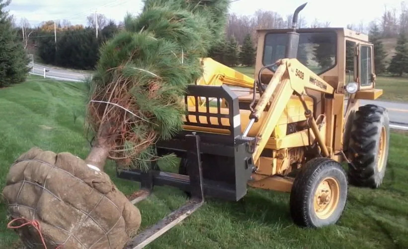 Trusted yard cleanup service for beautiful yards in New Paltz, NY by Techmer Nursery