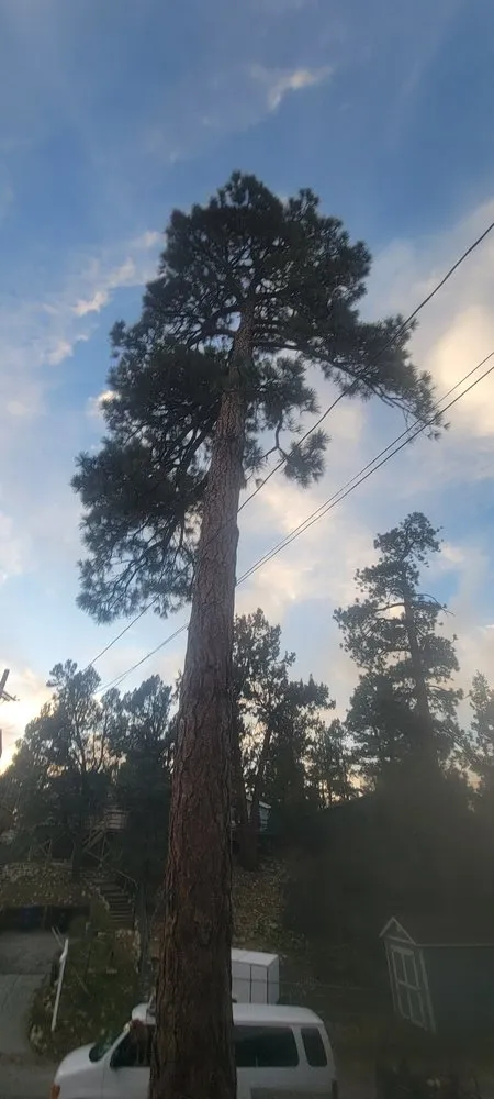 Top-rated garden landscaping with custom design in Lake Arrowhead, CA by Technical Tree Service