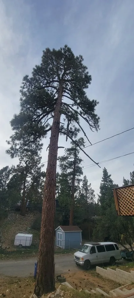 Top-rated yard maintenance in Lake Arrowhead, CA by Technical Tree Service