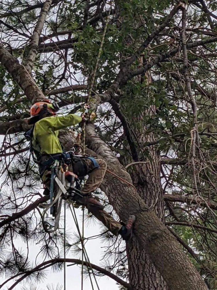 Reliable residential landscaping for outdoor upgrades in Lake Arrowhead, CA by Technical Tree Service