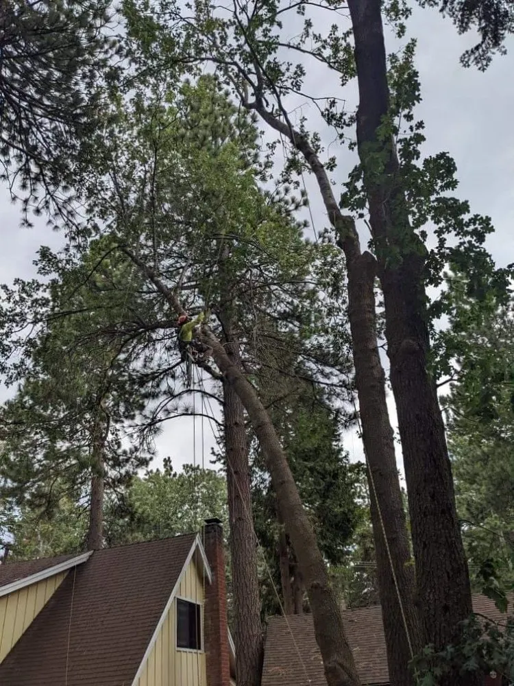 Trusted lawn mowing service in Lake Arrowhead, CA - Technical Tree Service