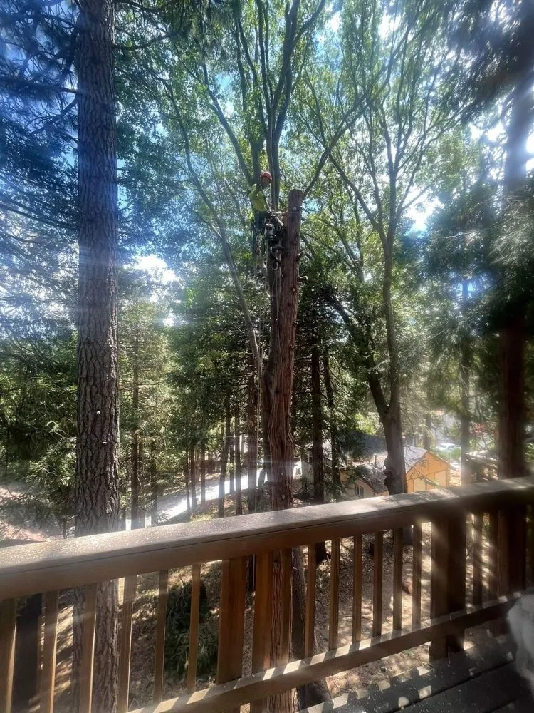 Affordable outdoor landscaping for homes across Lake Arrowhead, CA - Technical Tree Service