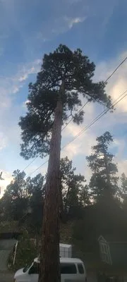 Technical Tree Service