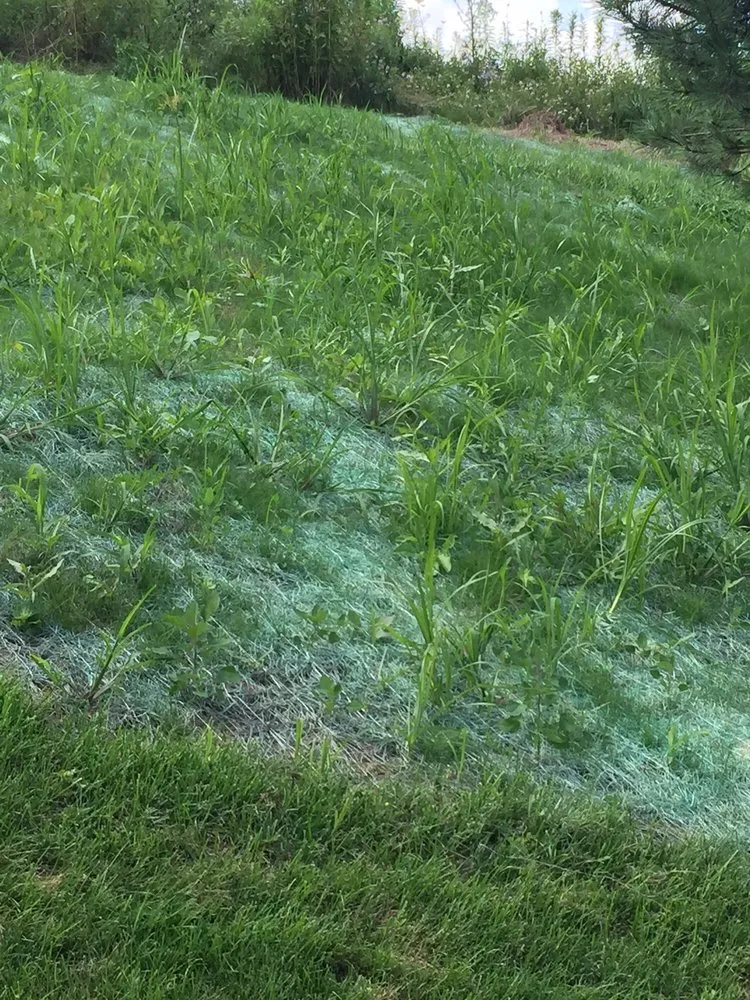 Expert yard cleanup service in Victor, NY by Ted Collins Tree & Landscape