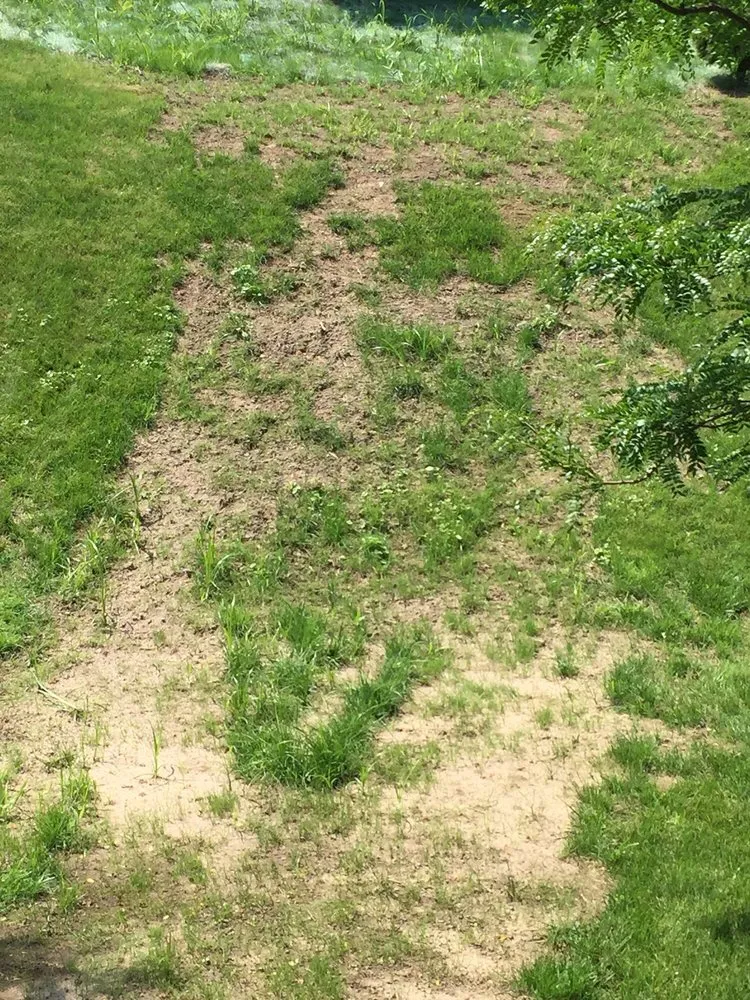 Trusted lawn mowing service in Victor, NY - Ted Collins Tree & Landscape