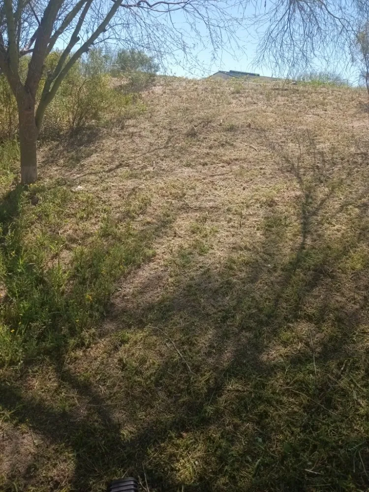 Local lawn care service for beautiful yards in Tucson, AZ by Teddy's Landscaping Maintenance