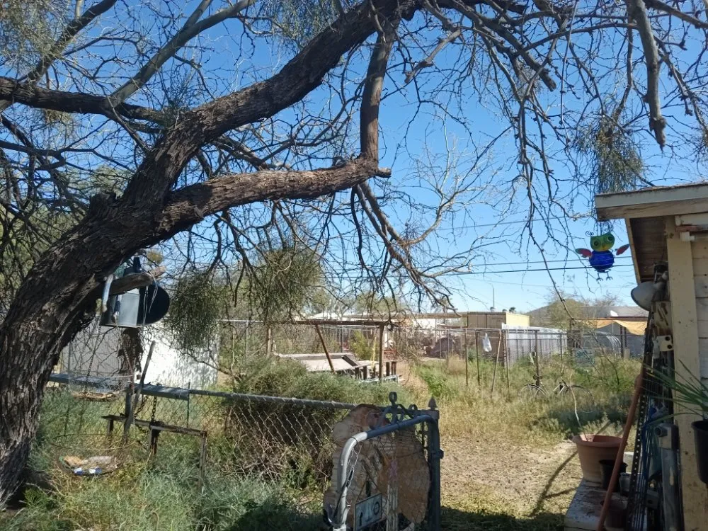 Trusted yard cleanup service with custom design in Tucson, AZ by Teddy's Landscaping Maintenance