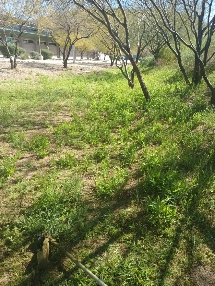 Local residential landscaping in Tucson, AZ - Teddy's Landscaping Maintenance