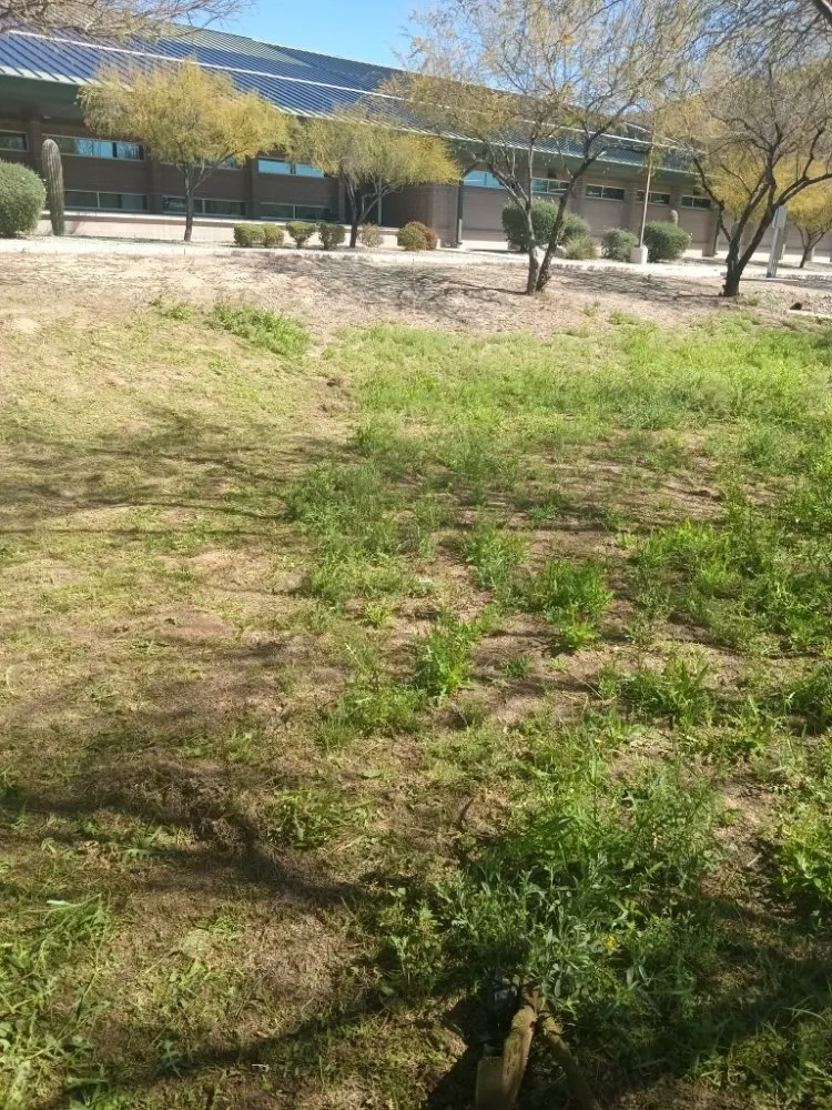 Affordable outdoor landscaping experts serving Tucson, AZ - Teddy's Landscaping Maintenance