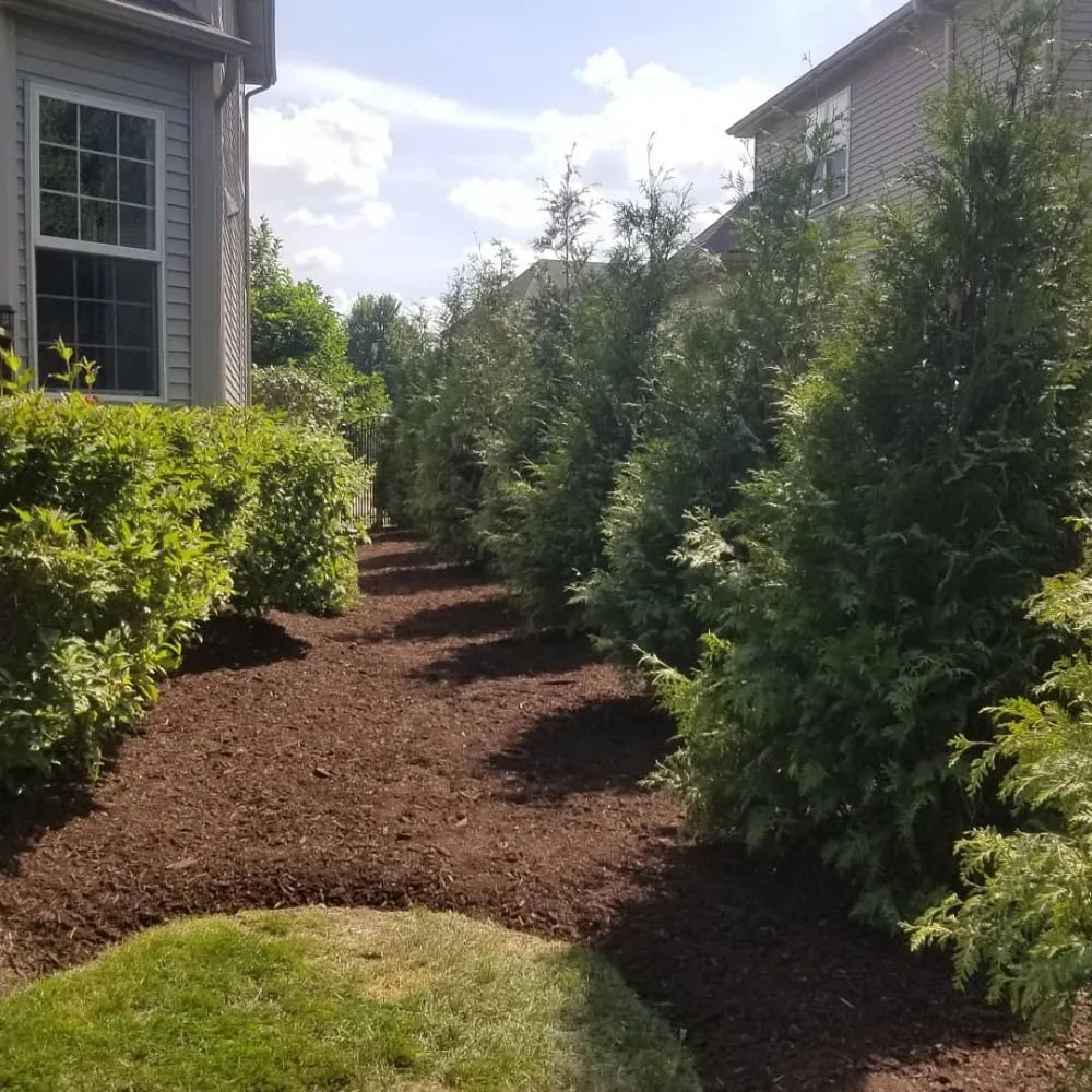 Trusted yard cleanup service experts serving Plainfield, IL - Tedious Tasks