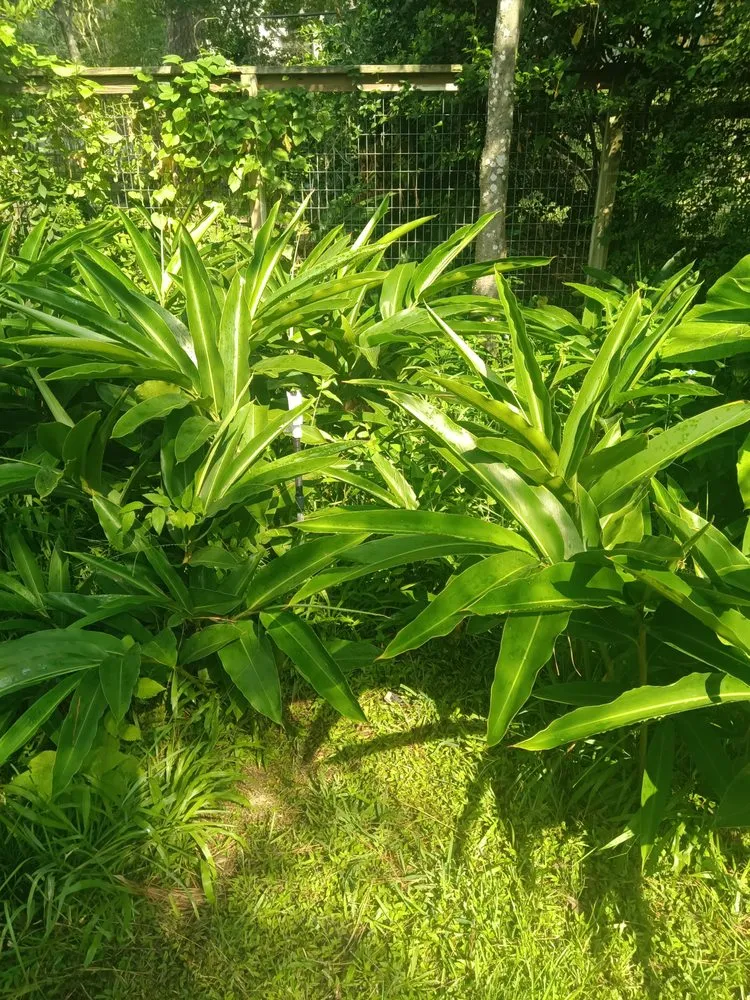 Local landscape design in Houston, TX by Teds Lawn Care