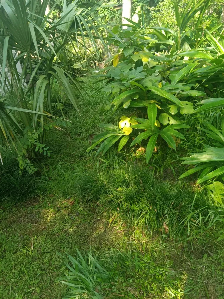 Custom lawn mowing service in Houston, TX - Teds Lawn Care