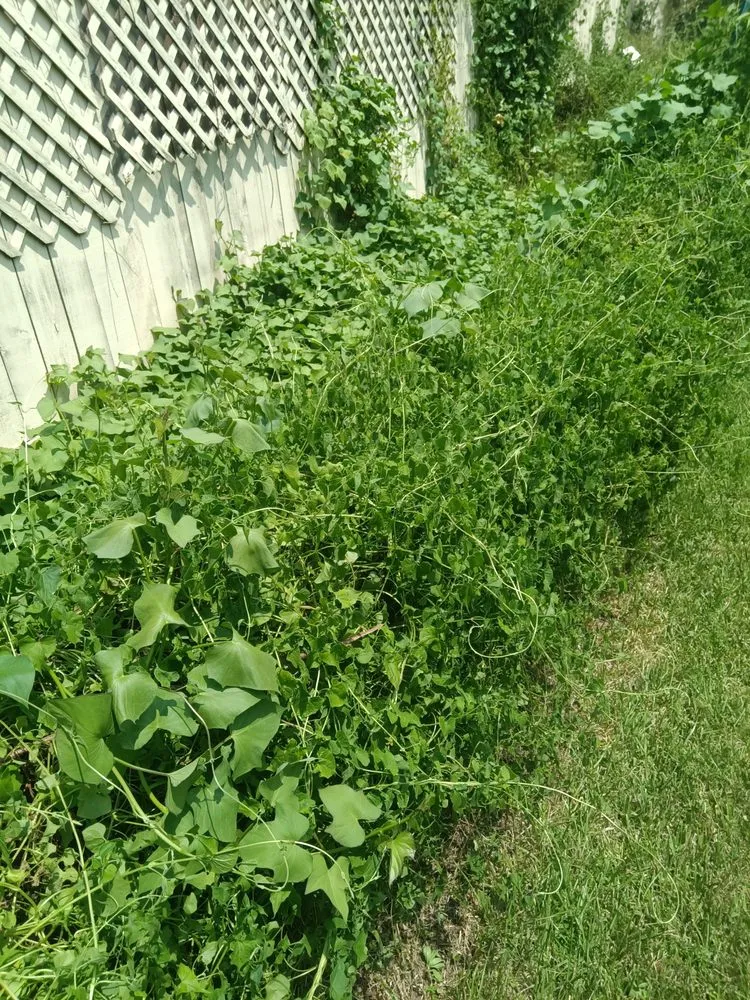 Local yard cleanup service for homes across Houston, TX - Teds Lawn Care