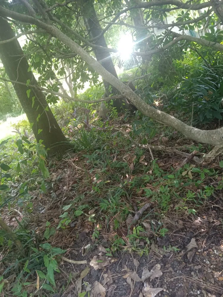 Affordable landscape installation in Houston, TX by Teds Lawn Care