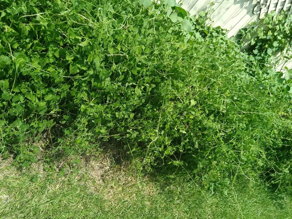 Top-rated landscape installation for year-round maintenance in Houston, TX by Teds Lawn Care