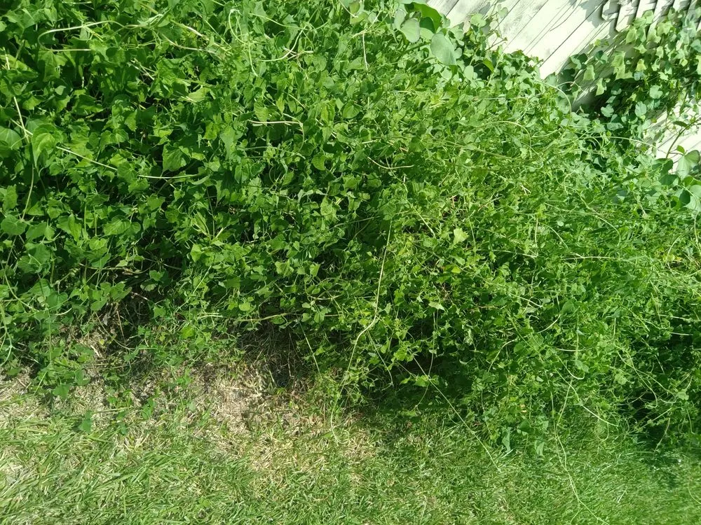 Trusted lawn mowing service for outdoor upgrades in Houston, TX by Teds Lawn Care