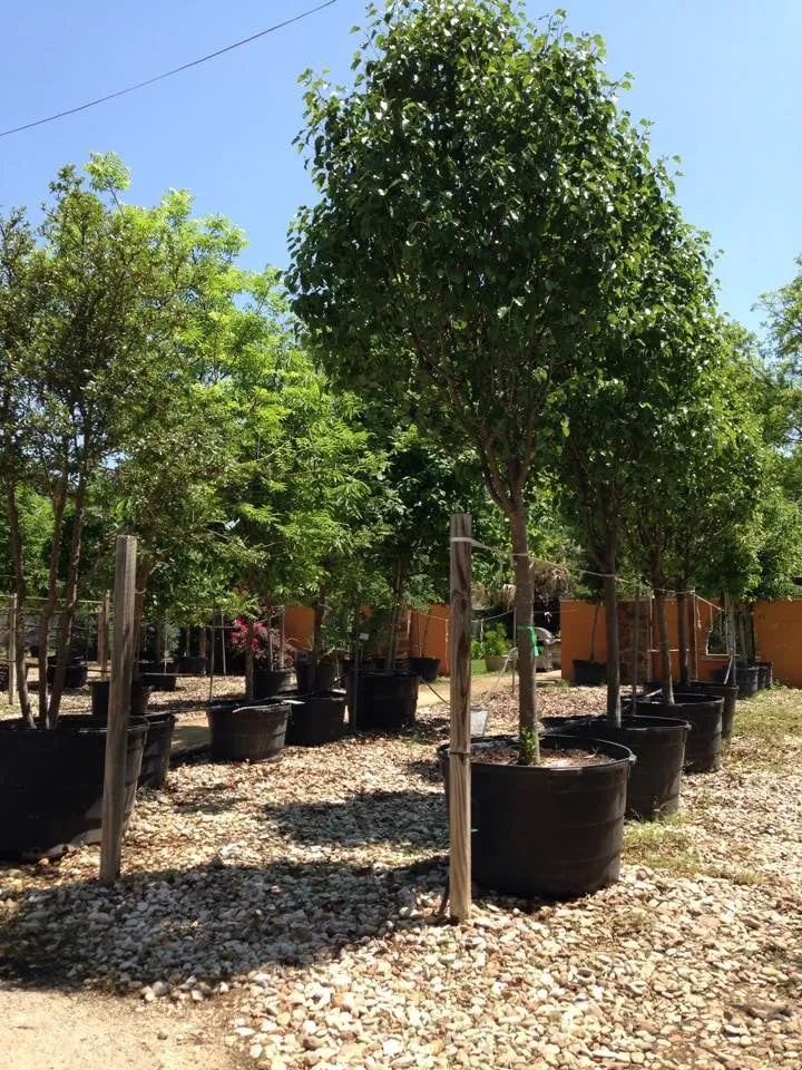 Trusted landscaping services near you in Austin, TX by Ted's Trees