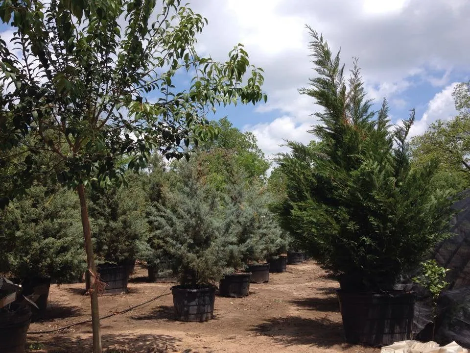 Professional lawn mowing service with custom design in Austin, TX by Ted's Trees